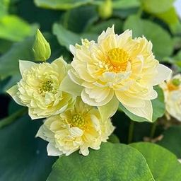 Lotus tuber/lotus root 2 DIFFERENT VARITY | Multicolor | Combo of 2 Lotus tuber |HYBRID LOTUS PLANT TUBER |LIVE PLANT|Blooming Within 30 Days| For Home Garden Outdoor Indoor Plant. Water Lily-image-66