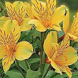 Oakwood Farms � Imported Alstroemeria Orange & Yellow Color Flower Bulbs For Your Garden (Pack Of 1 Bulbs)-image-40