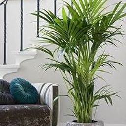 The Entacloo Areca Plam (LV-150)-image-76
