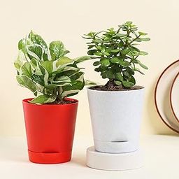 Floweraura Air Purify Set of 2 (Jade Plant & White Pothos Plant) Live Indoor Plants in Plastic Pots for Home/Office Decor & for Birthday Gift, (Same Day Delivery)-image-92