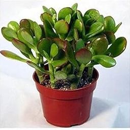 The Green Beach Live Good Luck Crassula Ovata Jade indoor Plant with black plastic pot Decorative Items For Home, Gift, Living Room, Bedroom, Office plant-image-72