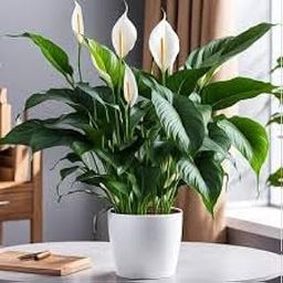 peace lily live indor plant pack of 1-image-17