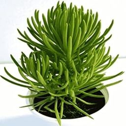 PlantaZee Natural Live Succulent (Senecio barbetonicus) Decorative Plants for Living Room Architectural Plant-image-4