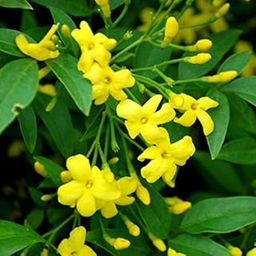 Bigreen Live Chameli Bel Plants with Pots | Fragrant Climbing Jasmine Vine for Garden, Balcony & Outdoor Décor | Beautiful Flowering Creeper for Home & Landscaping (Pack of 2)-image-16
