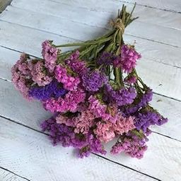 CLOUD INDIA Decorative Statice BunchNaturally Dried Flower for Vase Filler for Home Dcor|Indoor |Office Dcor (Multi, 30 Stems)-image-48