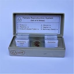 AIM Female Reproductive System Prepared Slides (set of 6)-7