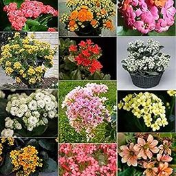 Mphmi Perennial NCR Plants Top 5 flowering succulents Kalanchoe (Yellow) Euphorbia (Red) Portulaca, 9 O Clock (Any Color)-image-24