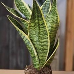 VENUS-ONLINE -Snake Plant ;Sansevieria (Dracaena trifasciata);Indoor plant for Living Room-1 Healthy Plant-image-9