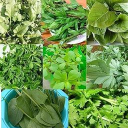 Seed Basket Pack of 8 Native Green Leafy Vegetable Seeds for Home Gardening with More than 70% Germination and Instruction Manual (4800 seeds)-8