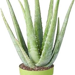 Gim Jack Galaxy Live Aloe vera Medicinal live Plant Succulent Live Plant Herbal Best For Face Care Plant with Pot-image-28