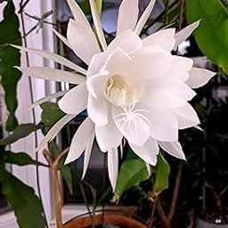 BUBLIX White Night Queen Plant | Organic Flowering Plant with Elegant White Blooms for Home Garden and Outdoor Dcor | Fragrant Plant Suitable for Garden Spaces with out pot-image-69