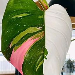 SVG® Philodendron Plants Bulbs for Planting and Gardening, Pack Of 2 Bulbs (MIXEDCOLOR)-image-99