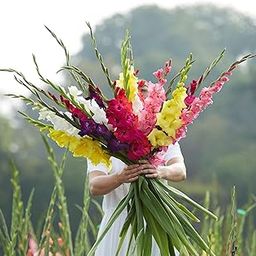 Greens Gladiolus Flowering Bulbs Fragrant Flower for Home Gardening, Bulbs for Indoor Home Decor, Fresh Bulbs for Flower Pots (Set of 10 Bulbs)-picture-0