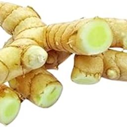 Southside Naturals 5 Rhizomes of Mango Ginger | Amba Haldi Rhizomes For plantation | Easy to Grow Amahaladi Indoor Plant | Fast Growing Curcuma Mangg | Curcuma Amada Rhizomes For Gardening-image-95