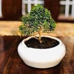 Oxygen plants for bedroom,Kamini plant (Pack of 2)-image-35