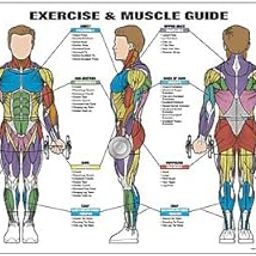 Exercise & Muscle Guide-Male 24"x36"-image-48