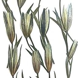 LOOM TREE 12X Dried Pressed Lilies Dried Flowers for Photo Frame Painting Handmade DIY | Home Arts & Crafts | Floral Crafts | Dried Botanicals & Potpourri | Dried Flowers-image-27