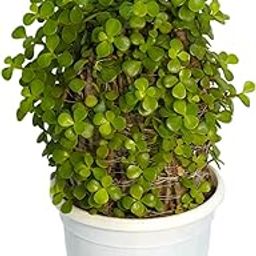 Samarth Cactus Jade Lucky Plant Bonsai Air Purifier Indoor Natural Rare Live Plant With Pot Striking Succulent For Living Room, Bedroom, Home Garden and Office Decor-20