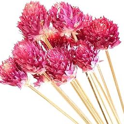 Preserved Natural Dried Pink Gomphrena Dry Flowers on Sticks [Set of 10 Sticks]-image-1