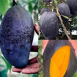 CPEYARE kasturi black Mango Plant Hybrid (Height - 1.5-2Feet) Plant Original Rare Live Tree Grafted Fruit Plant test good Perfect your garden (kasturi black mango)-image-32
