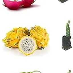 LECOBRIT Dragon Fruit Live Plant Hybrid Pack of 3 Verified Quality Dragon Fruit Tree in Nursery Bag-image-67