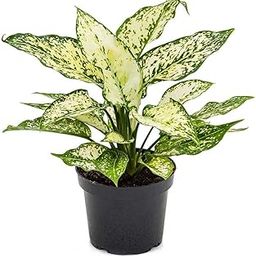Garden Art live indoor plant (Aglaonema Snow White)-image-5