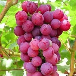 GreenEarth Original Seed Less Red Grape Plant,Hybrid Lal Angoor Air Layered Healthy Plant-image-36