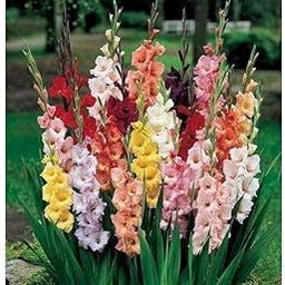 Pack Of - 30 Rare Variety Gladiolus Hybrid Fresh Flower Bulb Multicolour - Fragrant Flower Plants Seeds for Home Gardening-image-33