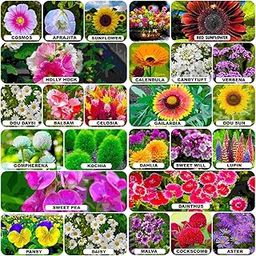 25 Variety Rainy Season Flower Seeds High Germination (500+ Seeds)-image-96