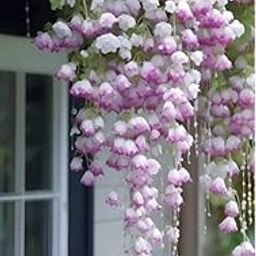 SVG® Weeping begonia flowers bulbs | lite purple shade color Flowering Plants Bulbs for Planters Pack of 1 bulbs-image-11