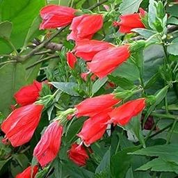 SJ STOCKS Live Hibiscus Plant I Gudhal (Red) mirchi, Chilli Plant I with Growbag.-image-63