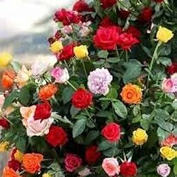Rose Plant, Multi Colour Rose, Rose Tree (pack of 1 pis)-image-41
