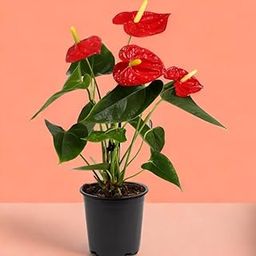 Amulya FARMS & NURSERY Air Purifying Anthurium Red Indoor Live Plants for Living Room, Home, Office, Table, Kitchen & Desk Decor | Black Pot Included-image-20