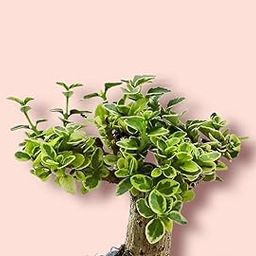 Premna Verigated Bonsai Plant | Indoor Real Bonsai Live Plants-image-109