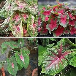 PLANTOGALLERY Flower Bulbs | Caladium Multi-Color Fancy Leaves/Heart Of Jesus Bulbs For Home Gardening (Pack Of 15 Bulbs)-image-60