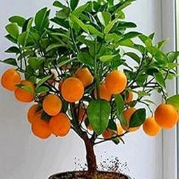 Nagpur Mandarin Orange All Time Variety Hybrid Fruit Live Plants without Pot-image-94