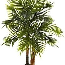 The Entacloo Areca Plam (KJ009)-image-91