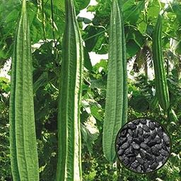 Green Ridge Gourd (Turai, Turiya Ke Beej) Vegetable Seeds Pack Of 30 | Organic | for Planting in Home Kitchen Terrace Balcony Gardening-image-46