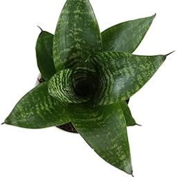 Real Live Sansevieria Green Air Purifier Snake Plant with Yellow Plastic Pot Indoor Bonsai Live Plant-image-78