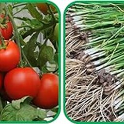 Agnico Garlic Chives (50 Seed) And Tomato (50 Seed) Vegetable Seeds Pack.-image-67