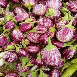 Golden Hills Farm Purple Co Brinjal seed 500 seeds-image-75