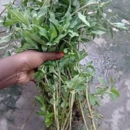 Bhringraj Brahmi Dry Leaves Raw Leaf Bhrangraj Brami Bhangra Bhringraj For Hair Regrowth Scalp Treatment Dry Frizzy Curly Straight Wavy Hair Type - 100 Grams-image-24