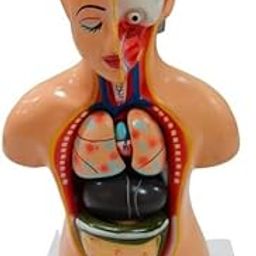 Human Torso Model Small 50cm Brand OM Labs-picture-13