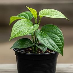 SA CART Betel Leaf Pack Of 2 | Magai Paan Plant | Indoor Home Decor Plant | Live Plant | 4 Inch Premium Black Pot-image-28