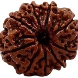 TRINETRA GEMS STONE 9 Mukhi Rudraksha IGL Lab Certified Superb Brown Nine Face Rudraksha For Make Pendant Nau Mukhi Rudraksha Natural Nepali Beads Superb नौ मुखी रुद्राक्ष For Women-picture-29