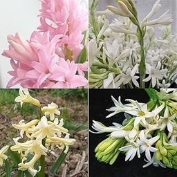 Rajnigandhaa plant live different colour fragrance double petal all season hybrid Pack of 6-image-26