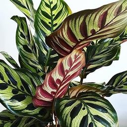 LittleJungle Peacock Calathea Makoyana -Live Plant with 5.5 Inches White Decor Pot | Indoor Plants For Home | Office Desk | Air Purifying Plant | Live Plant With Pot For Home Decor |-image-48