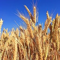 1 KG- Israel DG 09 Wheat Grass Seeds For Farming- DG 09 Gehu Seeds- Very High Crop Yield Variety-image-90