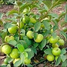Cloud Farm Rare Varity Thailand Guava Live Fruit Plants & Tree Bonsai Fruit Plant All Season Fruit Plant CF_1016-image-83