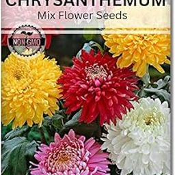 Navika Seeds ; Grow with Us Chrysanthemum Flower Seeds For Home Gardening. Perfect For Terrace Gardening Winter And Summer Blooms In India - Includes Free E-Book-image-29